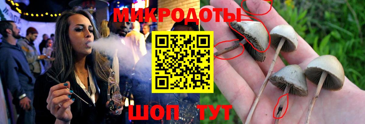 Псилоцибиновые грибы прущие грибы Тавда